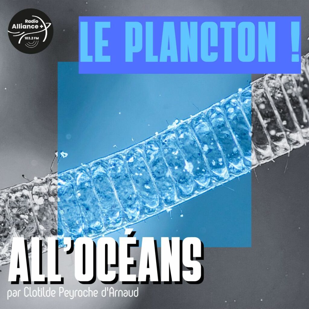 Le Plancton ! Le Plancton !