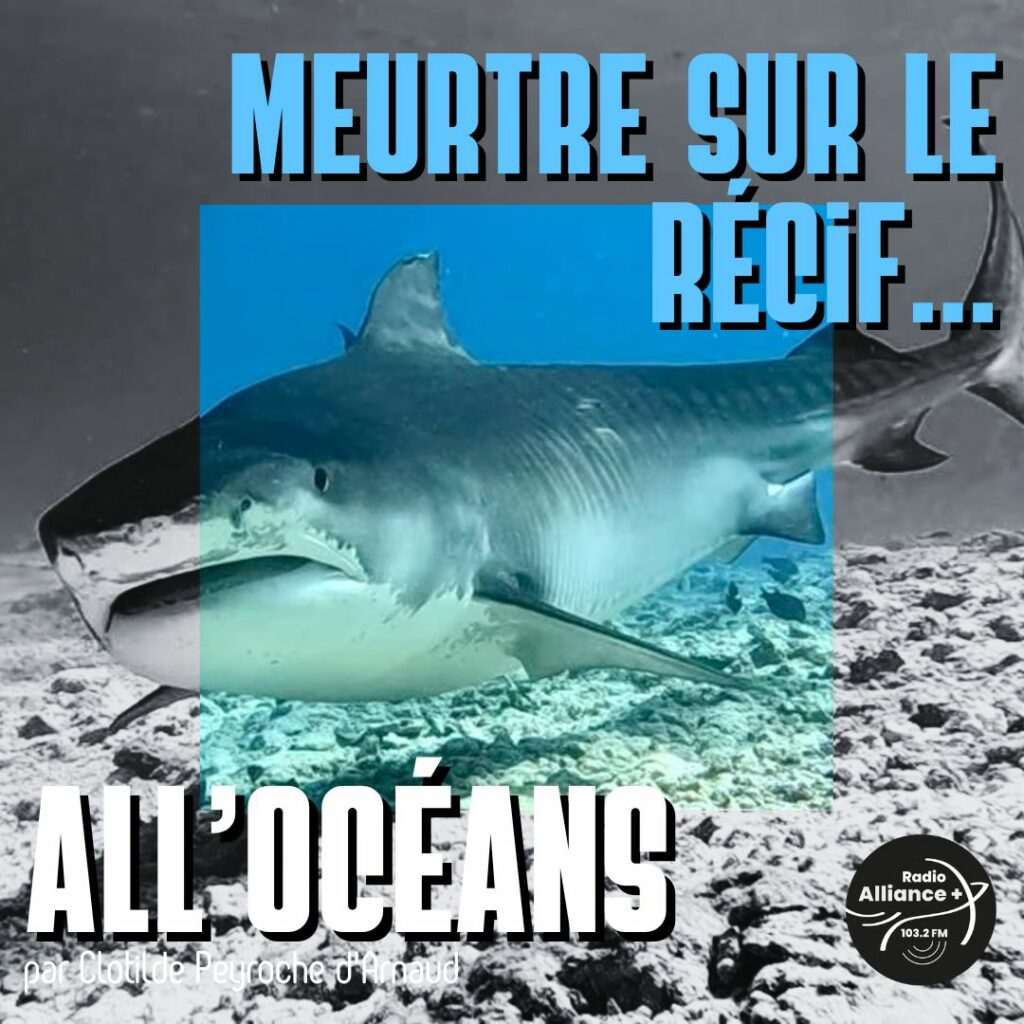 Meurtre sur le Récif...