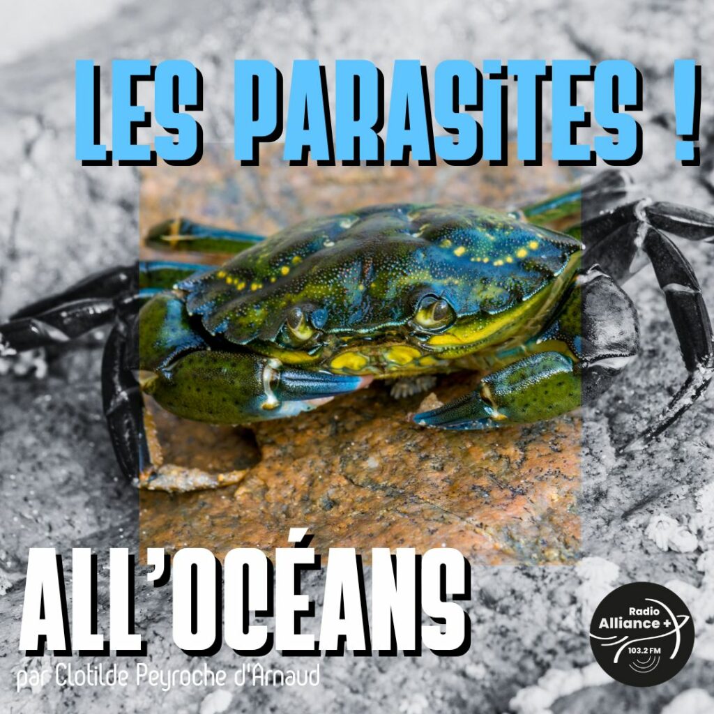 Les parasites ! Les parasites !