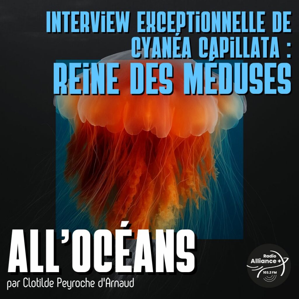 Interview exceptionnelle de Cyanéa Capillata : Reine des Méduses