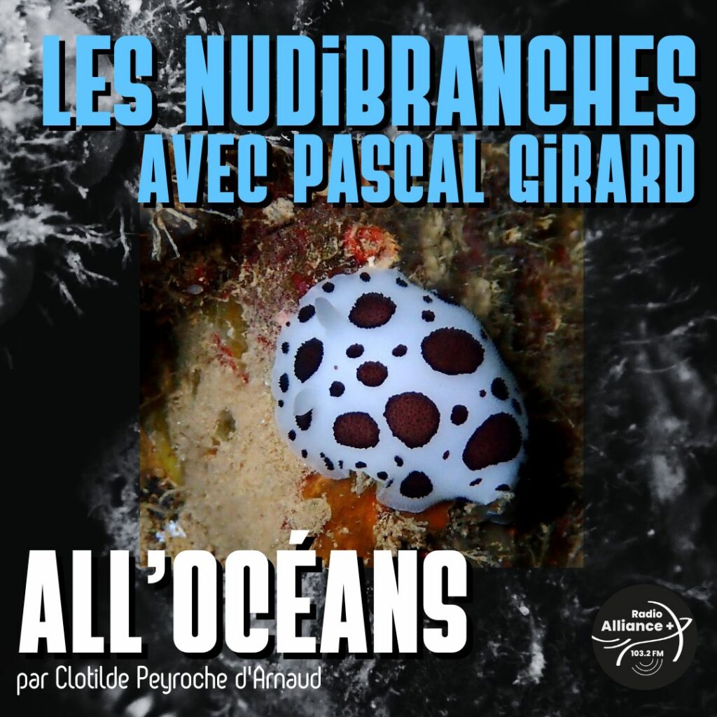 Les Nudibranches avec Pascal Girard Les Nudibranches avec Pascal Girard