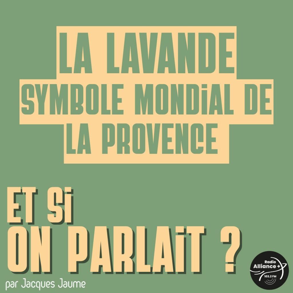 La lavande, le symbole mondial de la Provence